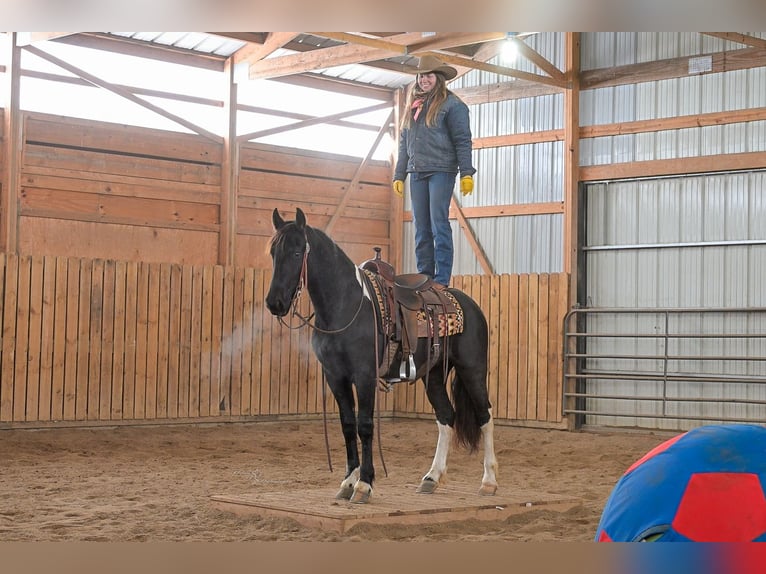 Baroque Pinto Mare 3 years 14,3 hh Black in Hastings