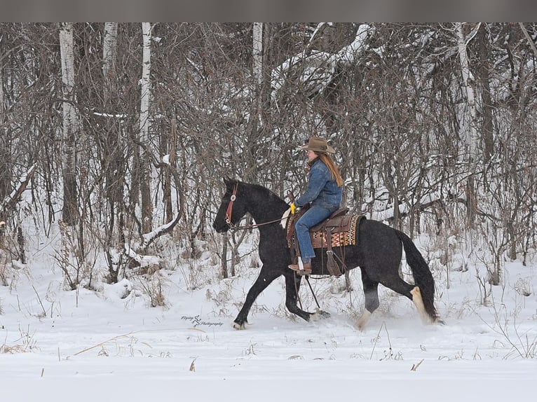 Baroque Pinto Mare 3 years 14,3 hh Black in Hastings