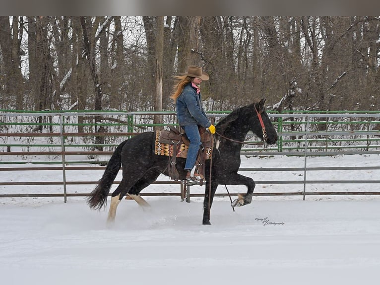 Baroque Pinto Mare 3 years 14,3 hh Black in Hastings