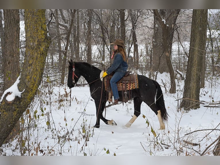 Baroque Pinto Mare 3 years 14,3 hh Black in Hastings