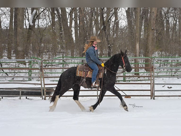 Baroque Pinto Mare 3 years 14,3 hh Black in Hastings