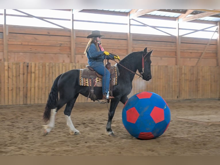 Baroque Pinto Mare 3 years 14,3 hh Black in Hastings