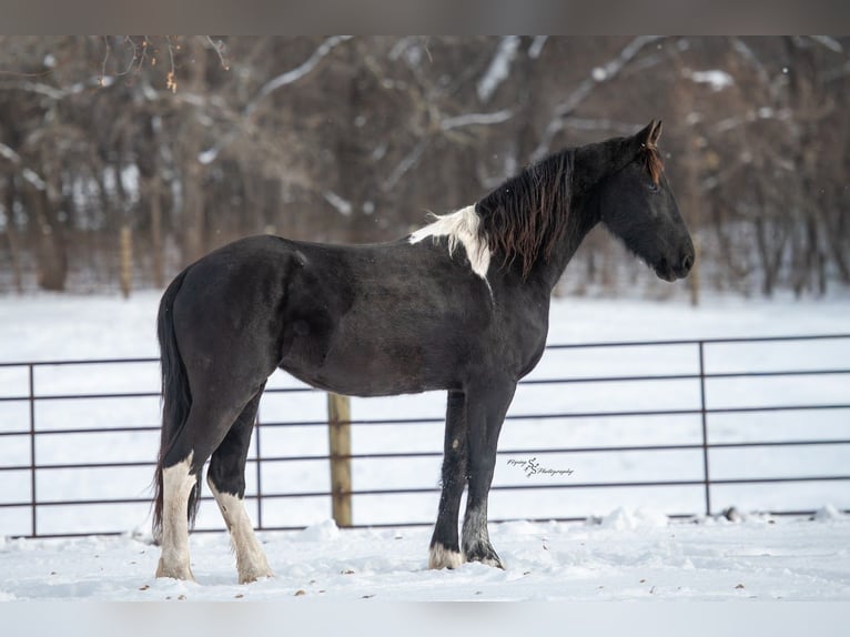 Baroque Pinto Mare 3 years 14,3 hh Black in Hastings
