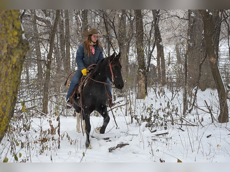 Baroque Pinto Mare 3 years 14,3 hh Black in Hastings