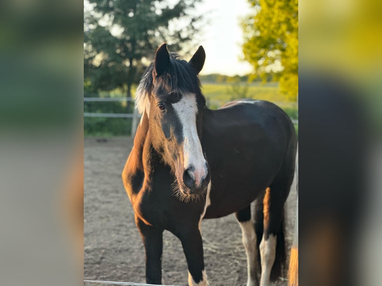 Baroque Pinto Mare 3 years 14,2 hh Pinto in Röbel
