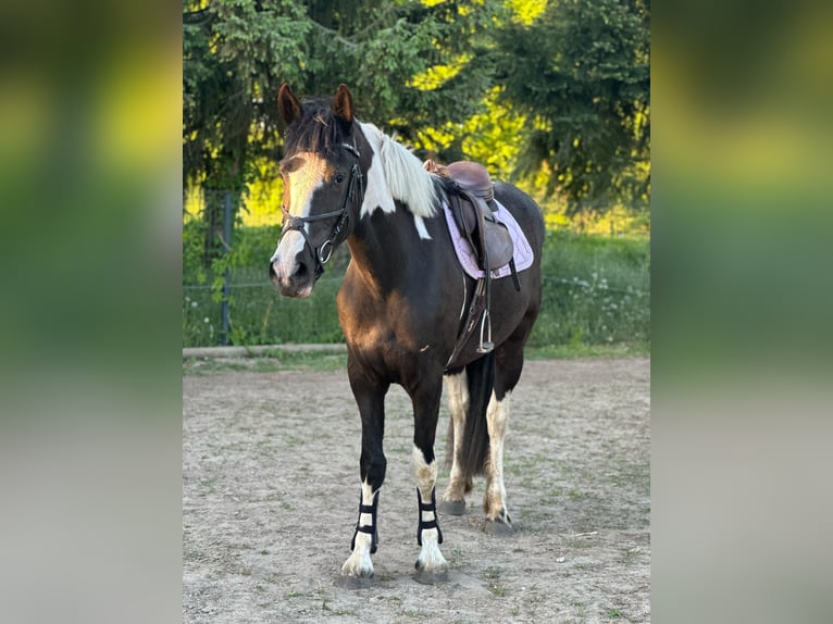 Baroque Pinto Mare 3 years 14,2 hh Pinto in Röbel