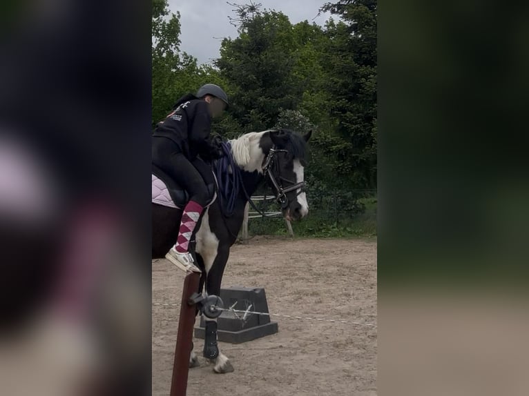 Baroque Pinto Mare 3 years 14,2 hh Pinto in Röbel