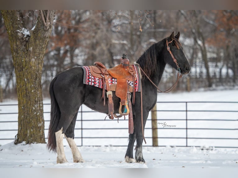 Baroque Pinto Mare 3 years 14,3 hh Black in Hastings