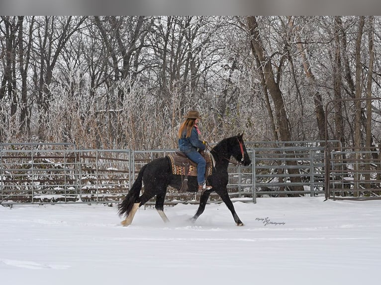 Baroque Pinto Mare 3 years 14,3 hh Black in Hastings