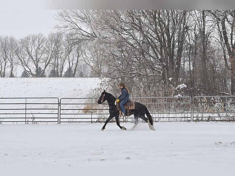 Baroque Pinto Mare 3 years 14,3 hh Black in Hastings