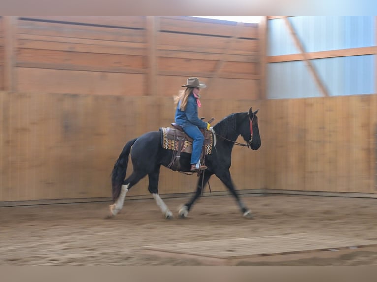 Baroque Pinto Mare 3 years 14,3 hh Black in Hastings