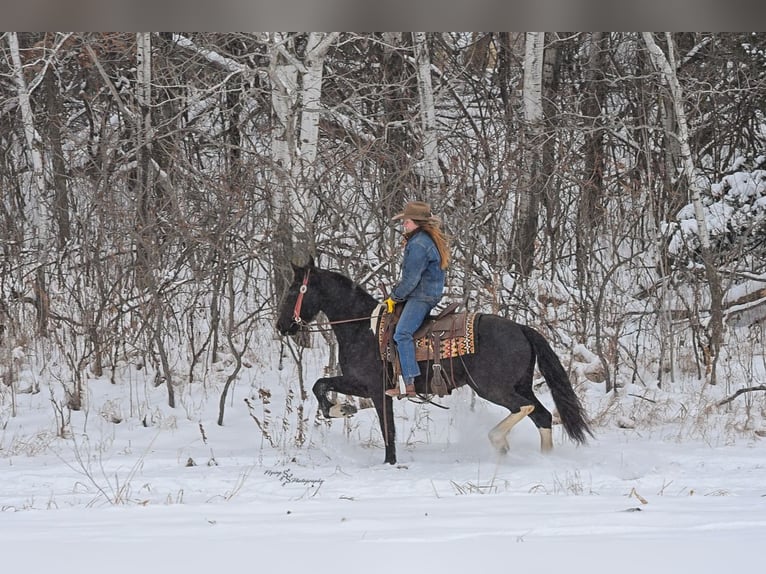 Baroque Pinto Mare 3 years 14,3 hh Black in Hastings