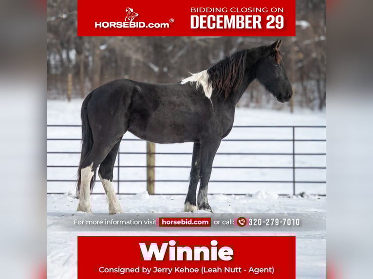 Baroque Pinto Mare 3 years 14,3 hh Black in Hastings