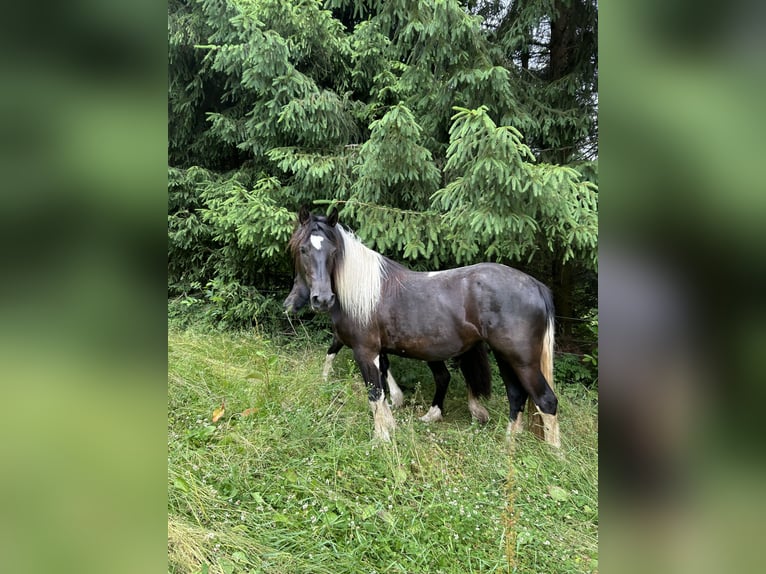 Baroque Pinto Mare 3 years 15.1 hh Pinto in Nöhagen