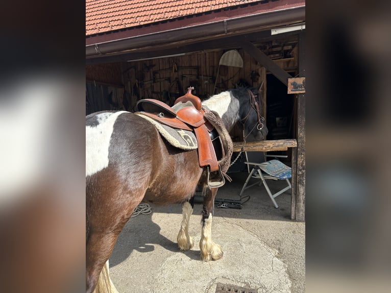 Baroque Pinto Mare 3 years 15.1 hh Pinto in Nöhagen