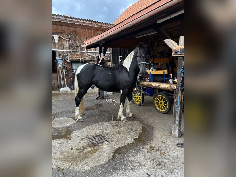 Baroque Pinto Mare 3 years 15.1 hh Pinto in Nöhagen