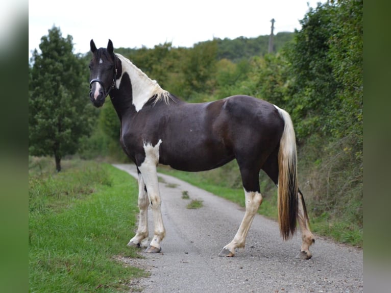 Baroque Pinto Mare 3 years 15.2 hh Pinto in Manses