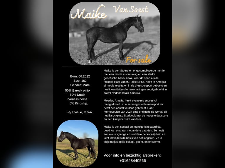 Baroque Pinto Mare 3 years 15,3 hh Black in Ermelo