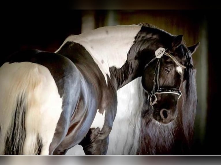 Baroque Pinto Mare 3 years 15,2 hh Black in Halle