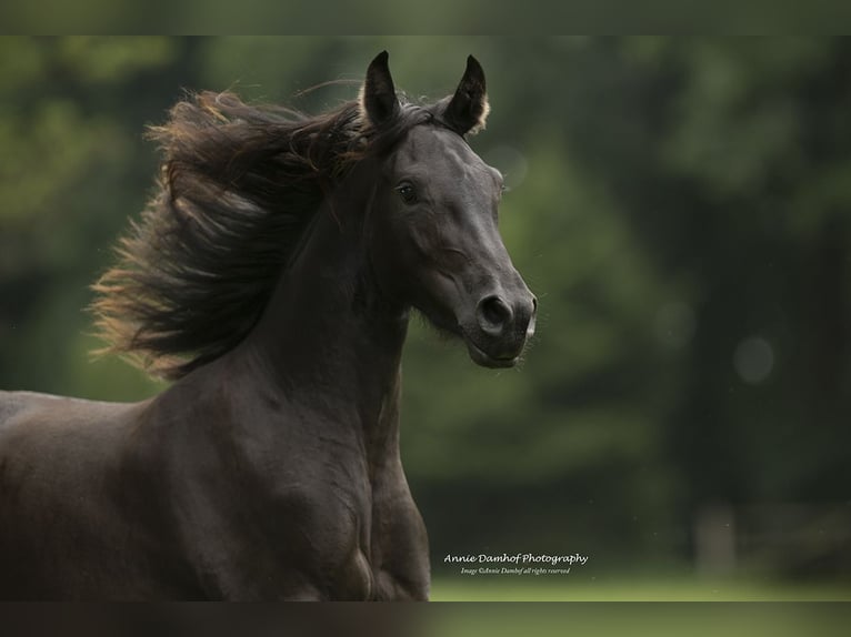 Baroque Pinto Mare 3 years 15,2 hh Black in Halle