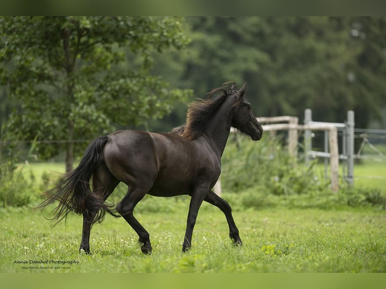 Baroque Pinto Mare 3 years 15,2 hh Black in Halle