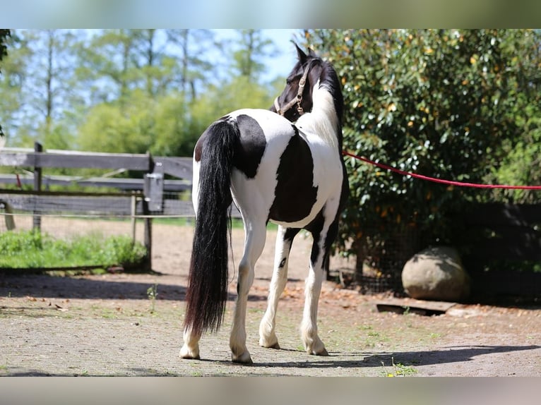 Baroque Pinto Mare 3 years 15,2 hh in Nordhorn