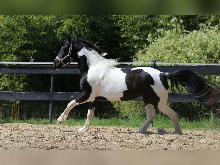 Baroque Pinto Mare 3 years 15,2 hh in Nordhorn