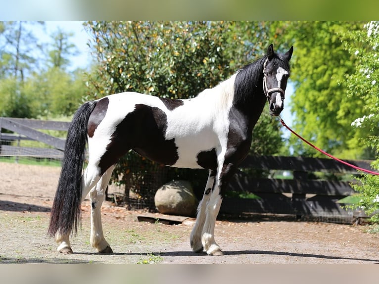 Baroque Pinto Mare 3 years 15,2 hh in Nordhorn