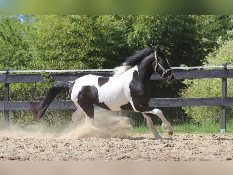 Baroque Pinto Mare 3 years 15,2 hh in Nordhorn