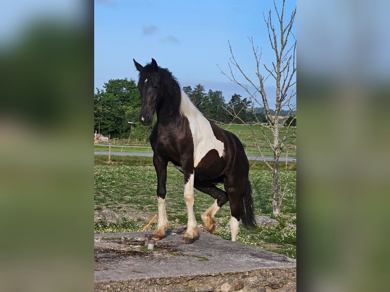 Baroque Pinto Mare 3 years 15,2 hh Tobiano-all-colors in Eskilstuna
