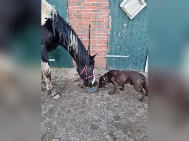 Baroque Pinto Mare 3 years 16 hh Pinto in Rastede