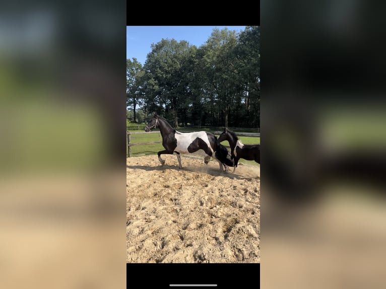 Baroque Pinto Mare 3 years 16 hh Pinto in Deurningen