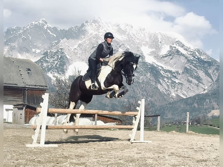 Baroque Pinto Mare 4 years 15.2 hh Pinto in Irdning