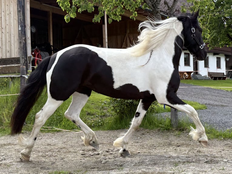 Baroque Pinto Mare 4 years 15.2 hh Pinto in Irdning