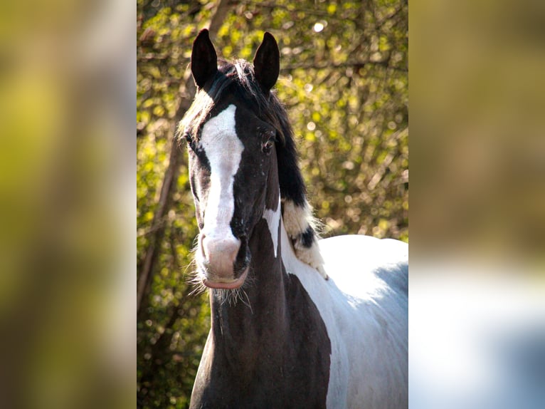 Baroque Pinto Mix Mare 4 years 15,1 hh Leopard-Piebald in Tubbergen