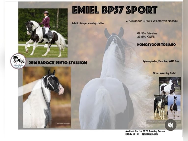 Baroque Pinto Mare 4 years 15,2 hh Pinto in Großbeeren