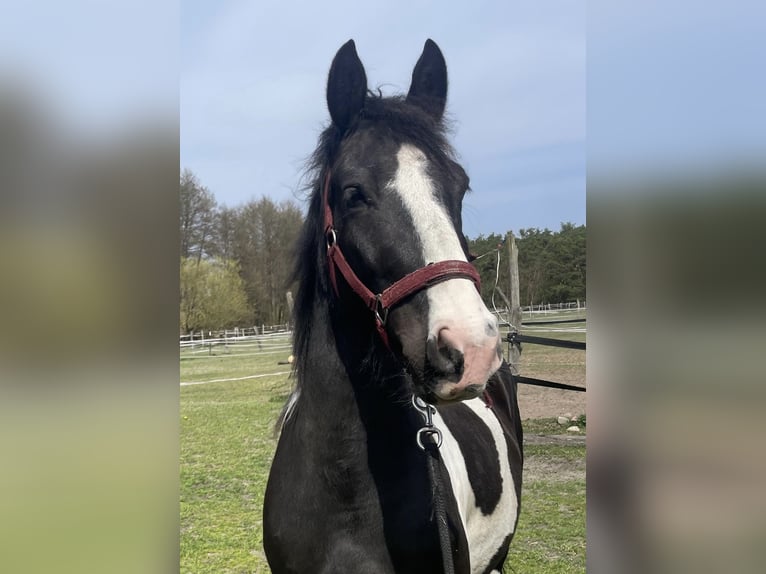 Baroque Pinto Mare 4 years 15,2 hh Pinto in Großbeeren