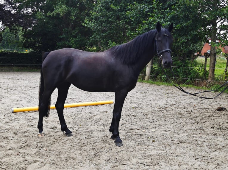 Baroque Pinto Mare 4 years 15,3 hh Black in Gro&#xDF;heide/ Leezdorf
