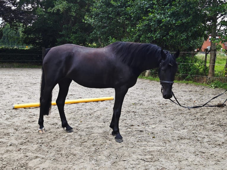 Baroque Pinto Mare 4 years 15,3 hh Black in Gro&#xDF;heide/ Leezdorf