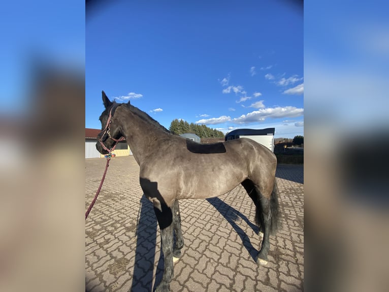 Baroque Pinto Mare 4 years 16.1 hh Black in Gorzow Wielkopolski
