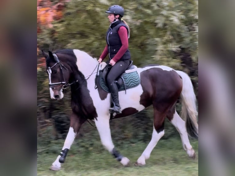 Baroque Pinto Mare 4 years 16,1 hh Pinto in Leer (Ostfriesland)