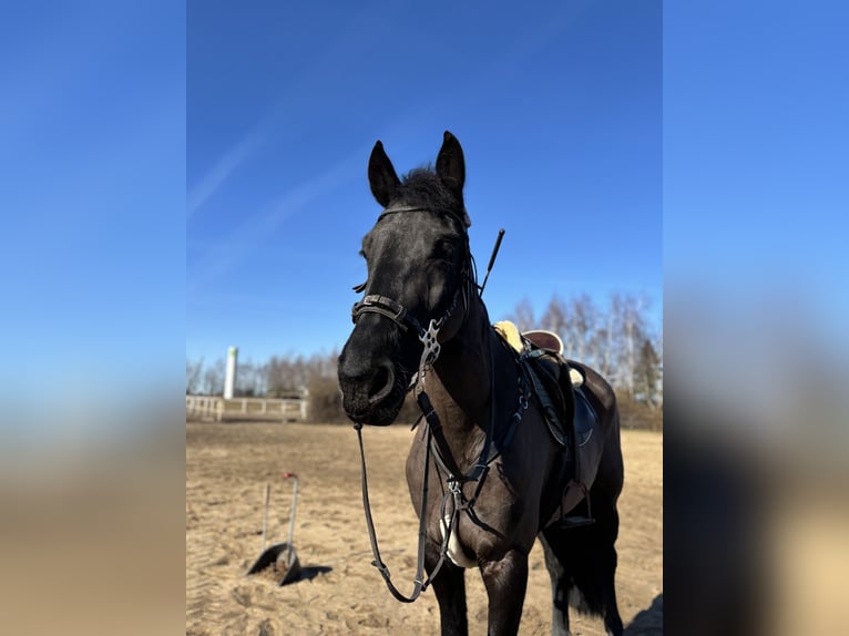 Baroque Pinto Mare 4 years 16,1 hh Black in Gorzow Wielkopolski