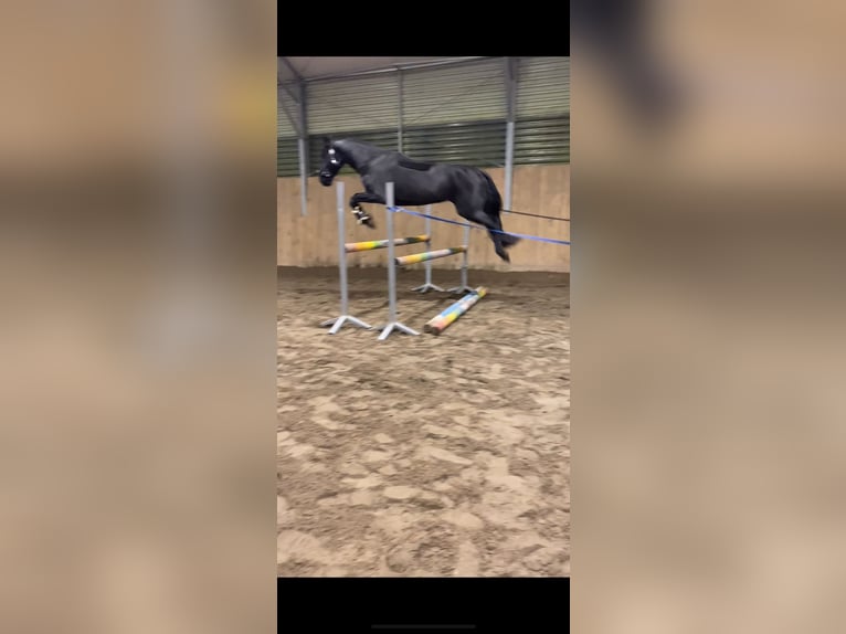 Baroque Pinto Mare 4 years 16,1 hh Black in Gorzow Wielkopolski