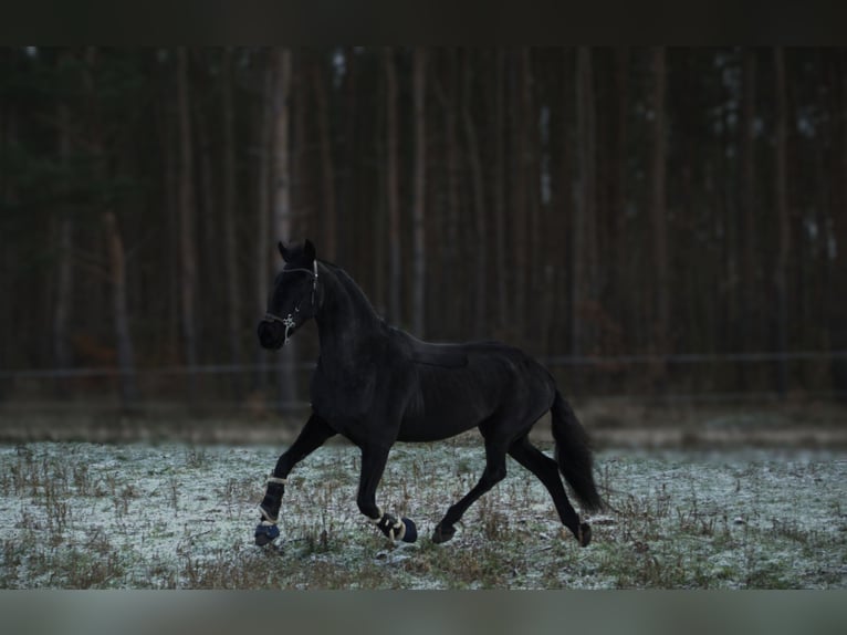 Baroque Pinto Mare 4 years 16,1 hh Black in Gorzow Wielkopolski