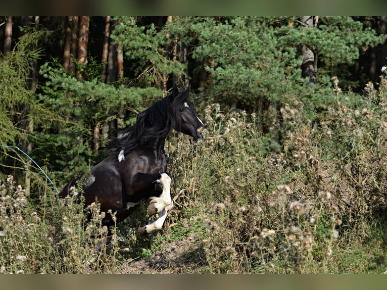 Baroque Pinto Mare 4 years 17,1 hh Tobiano-all-colors in Pilsen