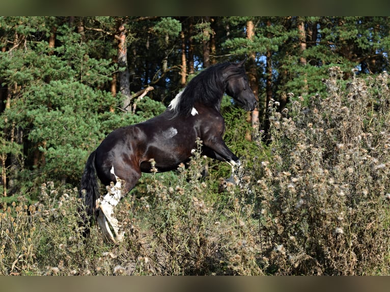 Baroque Pinto Mare 4 years 17,1 hh Tobiano-all-colors in Pilsen