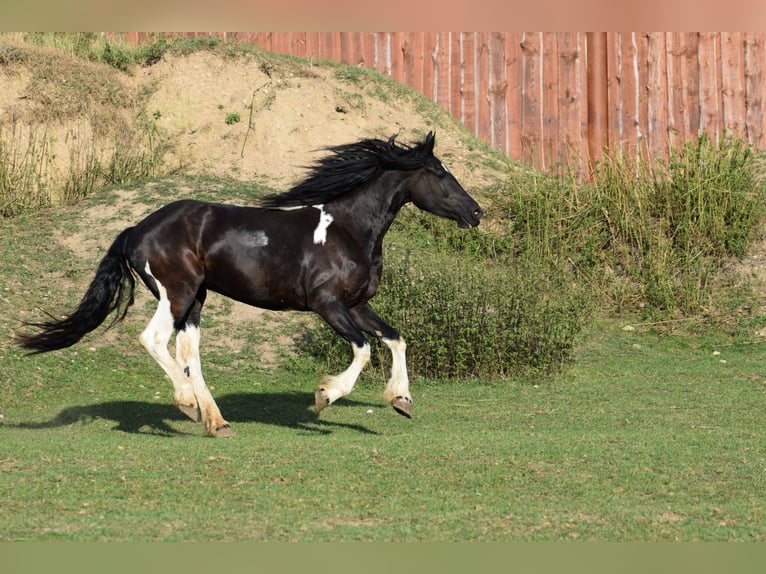 Baroque Pinto Mare 4 years 17,1 hh Tobiano-all-colors in Pilsen