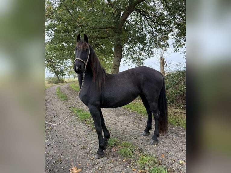 Baroque Pinto Mare 4 years Black in Wittmund