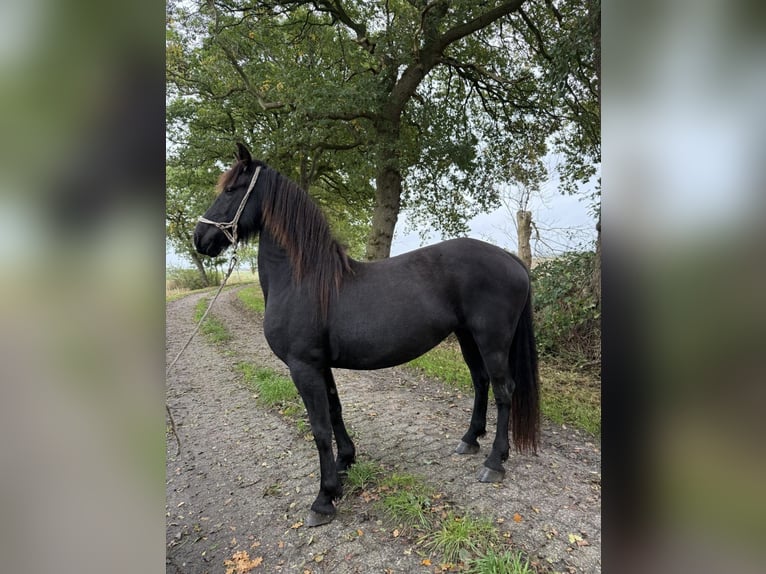 Baroque Pinto Mare 4 years Black in Wittmund