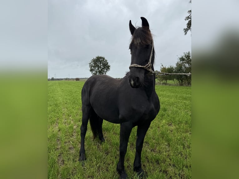 Baroque Pinto Mare 4 years Black in Wittmund